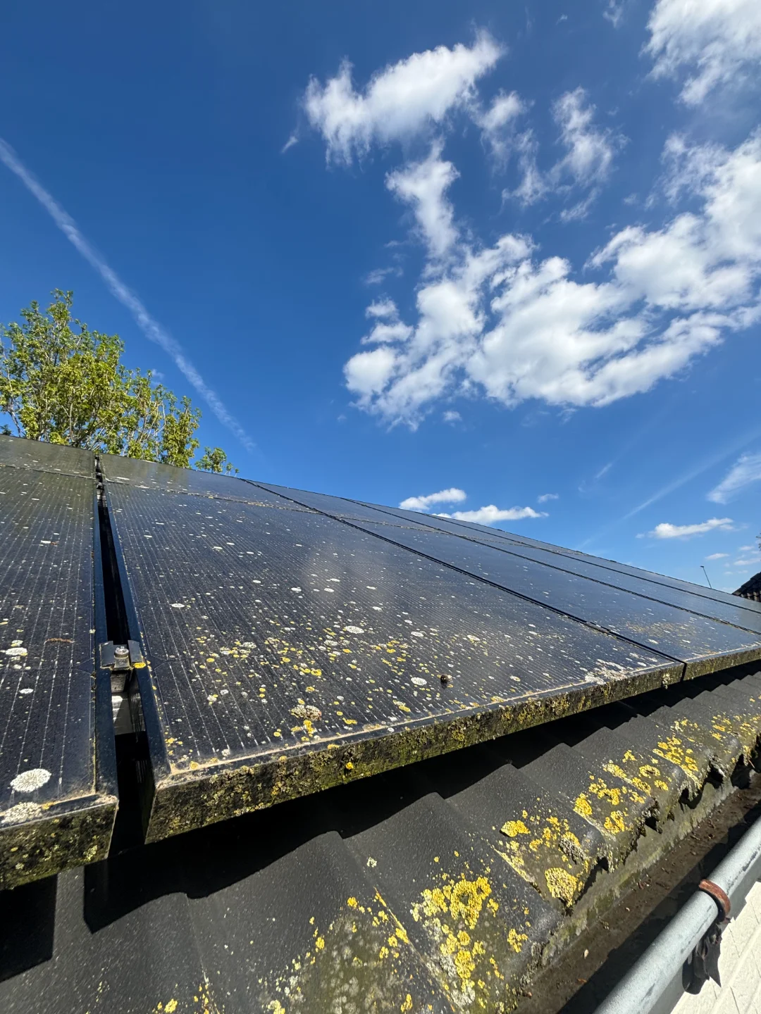 Sterk bemoste zonnepanelen en dakrand die gereinigd moeten worden voor optimaal rendement. Renovivo reinigt zonnepanelen in Vlaanderen.
